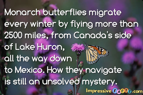 Monarch butterflies migrate every winter by flying more than 2500 miles, from Canada's side of Lake Huron, all the way down to Mexico.