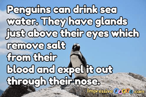 Penguins can drink sea water.