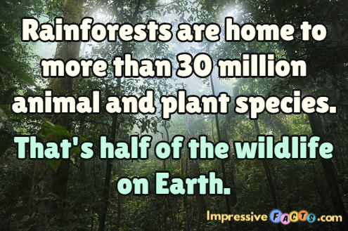Rainforests are home to more than 30 million animal and plant species.  That's half of the wildlife on Earth.