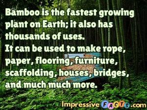 Bamboo is the fastest growing plant on Earth.