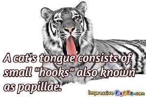 A cat's tongue consists of small 