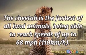 The cheetah is the fastest of all land animals, being able to reach speeds of up to 68 mph (110km/h).