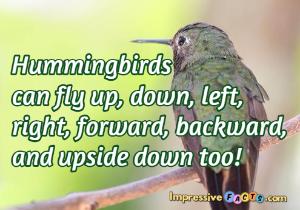 Hummingbirds can fly up, down, left, right, forward, backward, and upside down too!
