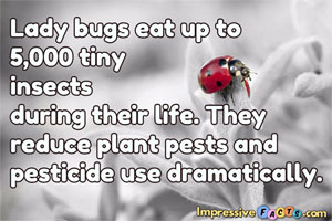 Lady bugs eat up to 5,000 tiny insects during their life.