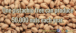 One pistachio tree can produce 50,000 nuts each year.