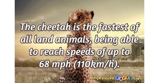The cheetah is the fastest of all land animals, being able to reach speeds of... | Impressive Facts The cheetah is the fastest of all land animals, being able to reach speeds of... | Impressive Facts