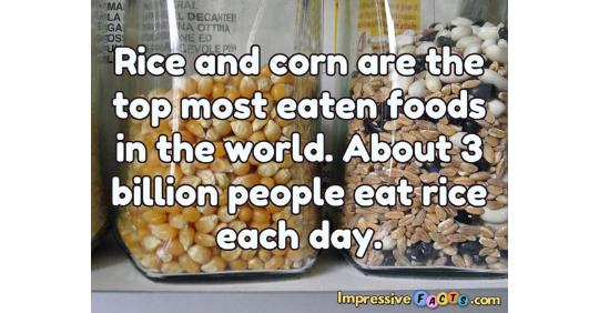 rice and corn are the top most eaten foods in the world what is the most eaten food in the world